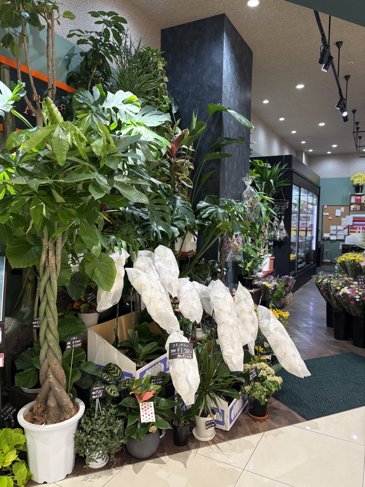 観葉植物